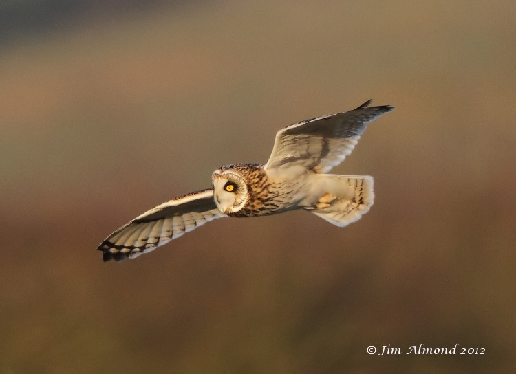 Short eared Owl flight cu crop Northants 15 1 12 IMG_7295